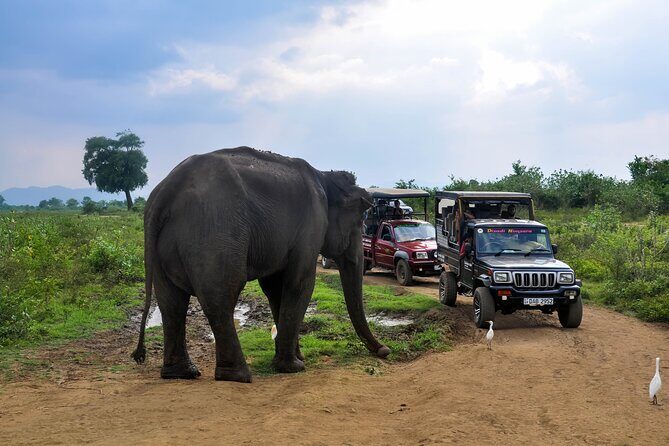 Udawalawe National Park Safari from Panadura - FAQ
