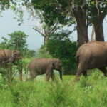 Udawalawe National Park Safari. Private full day tour from Bentota. - Exploring Udawalawe National Park