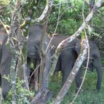 Udawalawe National Park Safari trip from Galle/Mirissa/Ella - Is It Worth the Price?