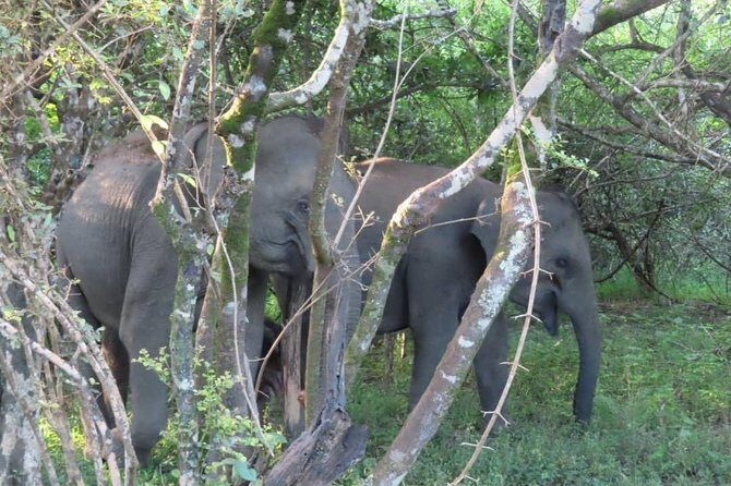 Udawalawe National Park Safari trip from Galle/Mirissa/Ella - Is It Worth the Price?