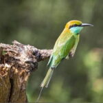 Udawalawe Safari Adventure with Pigeon Island Tours - What to Expect at Udawalawe National Park