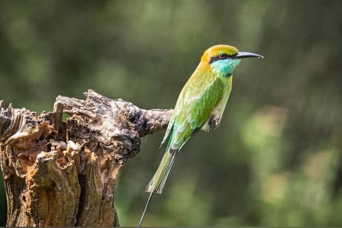 Udawalawe Safari Adventure with Pigeon Island Tours - What to Expect at Udawalawe National Park