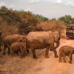 Udawalawe Safari & Waulpane Caving day tour from Colombo - Authentic Experiences and Unique Features