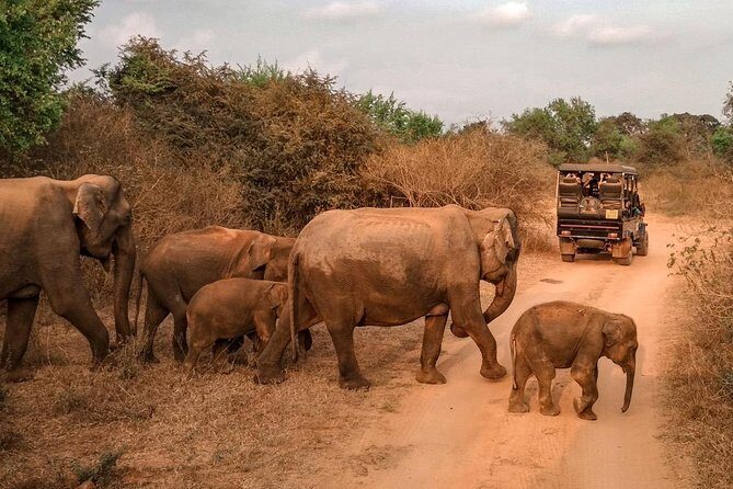 Udawalawe Safari & Waulpane Caving day tour from Colombo - Authentic Experiences and Unique Features