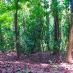Udawatte Kele Santuary with Nature Walk from Kandy - Who Is This Tour Best For?