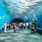Underwater World at Pattaya Admission Ticket - Practical Tips for Your Visit