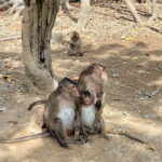 UNESCO Listed Can Gio Mangrove and Monkey Island trek - Crossing the Binh Khanh Ferry