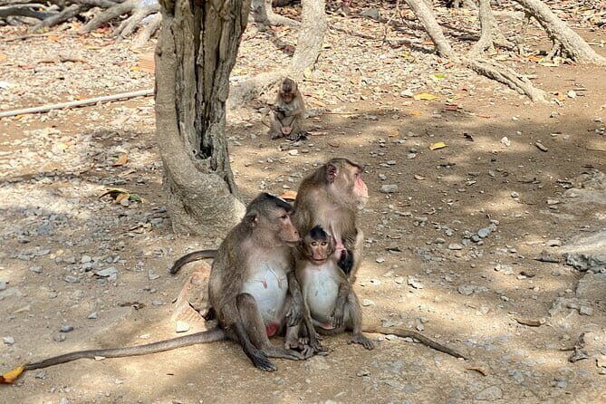 UNESCO Listed Can Gio Mangrove and Monkey Island trek - Crossing the Binh Khanh Ferry