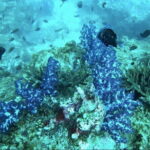 Unique Phu Quoc Full Day Diving Tour with Pro Guide - What Makes This Tour Stand Out