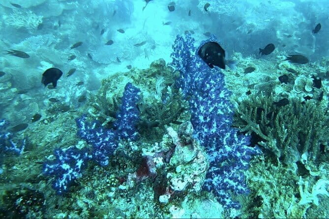 Unique Phu Quoc Full Day Diving Tour with Pro Guide - What Makes This Tour Stand Out