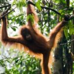 Untamed Serapi Backwood Connection - Journey to Kubah National Park: Forests and Waterfalls