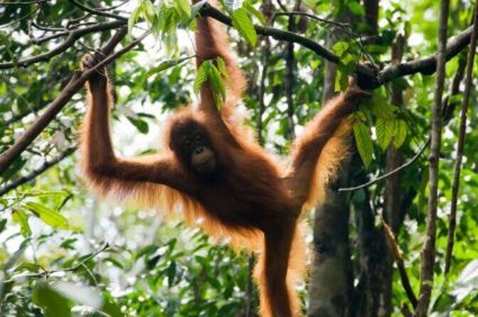 Untamed Serapi Backwood Connection - Journey to Kubah National Park: Forests and Waterfalls