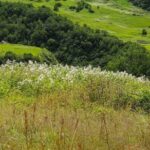 Valley Of Flowers Trek - What the Experience Means for You