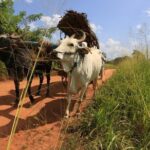 Village Trekking Tour Sigiriya - Considerations