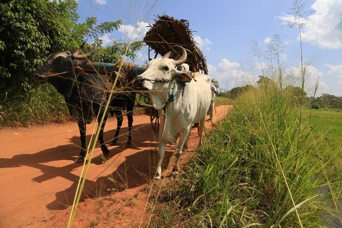 Village Trekking Tour Sigiriya - Considerations