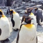 Visit Asahiyama Zoo, Fascinating Aoi-Ike from Sapporo - A Deep Dive Into the Itinerary and Experience