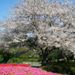 Visit Nokonoshima Island with Natural Attraction Pass - A Deep Dive into the Nokonoshima Island Experience