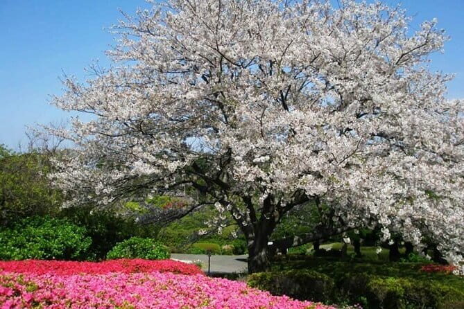Visit Nokonoshima Island with Natural Attraction Pass - A Deep Dive into the Nokonoshima Island Experience