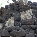 Visit of Lopburi, the monkey's city, from Bangkok with your English-speaking guide - What’s Unique About This Tour?