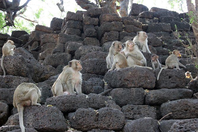 Visit of Lopburi, the monkey's city, from Bangkok with your English-speaking guide - What’s Unique About This Tour?