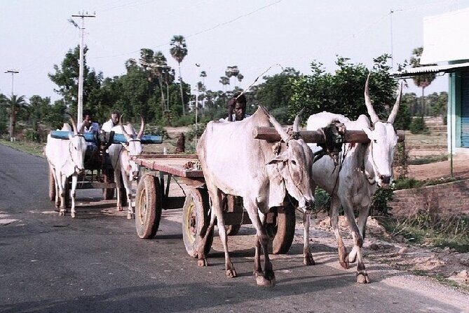 Visit to an Organic Farm in Cumbum Valley - Tamil Nadu - Who Should Consider This Tour?
