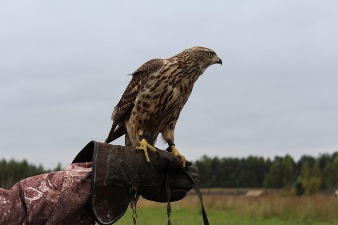 Visit to the Falcon Farm - Exploring the Itinerary in Detail