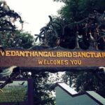 Visit to Vedanthangal Bird Sanctuary from Chennai - Final Thoughts: Is It Right for You?