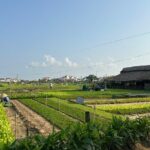 Visiting Hoi An from Danang by Car - Who Will Love This Tour?
