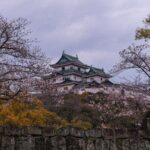 Wakayama Castle and Kuroshio Market 1 Day Tour - Why You Should Consider This Tour