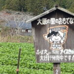 Walking Tour in Ohara Discover the Tranquil Beauty of Kyoto - Is It Worth It?