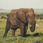 Wasgamuwa National Park Private Safari with Naturalist - Who Would Love This Tour?