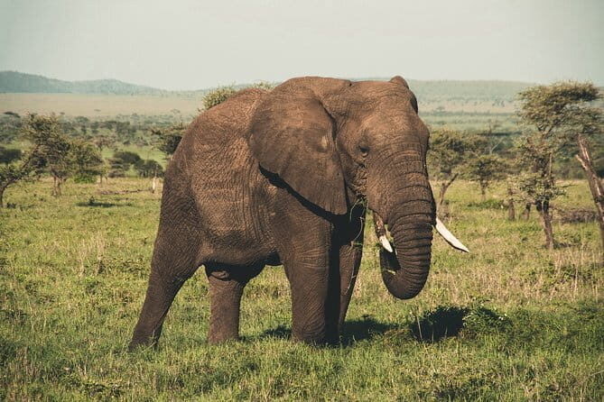 Wasgamuwa National Park Private Safari with Naturalist - Who Would Love This Tour?