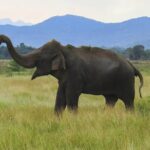 Wasgamuwa National Park Safari from Habarana - Who Should Consider This Tour?