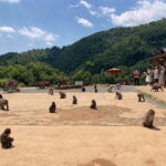 West Kyoto & Arashiyama: Walking 1Day Tour w/Matcha & Calligraphy - Practical Details & Value