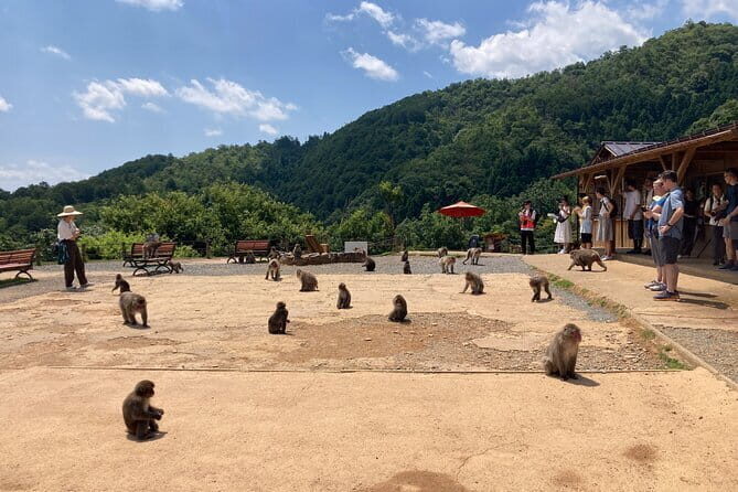 West Kyoto & Arashiyama: Walking 1Day Tour w/Matcha & Calligraphy - Practical Details & Value