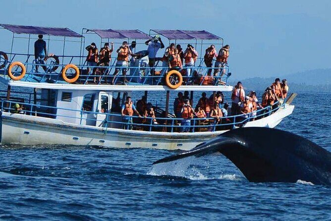 Whale and Dolphin Watching in Kalpitiya - Practical Details and Insights
