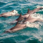 Whale & Dolphin Watching Day Tour including Handunugoda Teafactory - Who Should Consider This Tour?