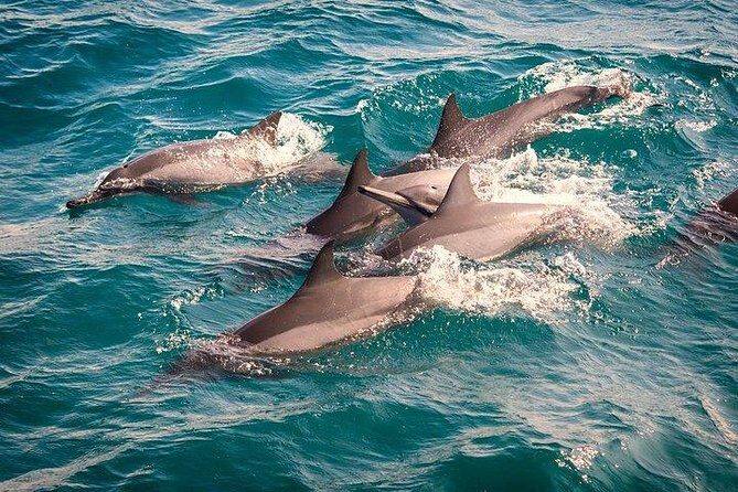 Whale & Dolphin Watching Day Tour including Handunugoda Teafactory - Who Should Consider This Tour?