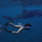 Whale Shark Maldives - Private Boat Charter for Snorkeling - FAQ