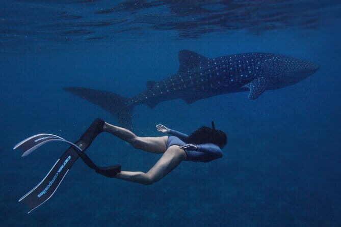 Whale Shark Maldives - Private Boat Charter for Snorkeling - FAQ