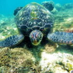 Whale Shark Snorkeling, Kawasan Falls, Sardines Run from Cebu - Who Would Love This Tour?