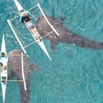 Whale Shark with Tumalog Falls & Sumilon Sandbar - The Itinerary in Detail
