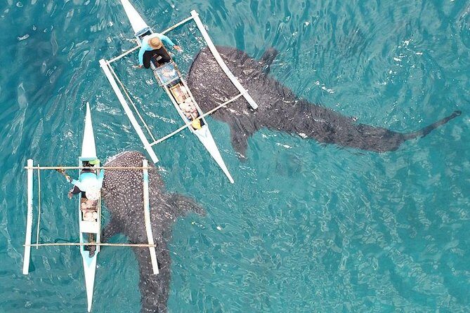 Whale Shark with Tumalog Falls & Sumilon Sandbar - The Itinerary in Detail