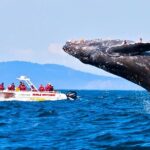 Whale Watching Boat Tour from Balapitiya - Final Thoughts