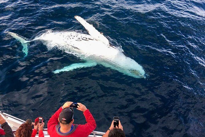 Whale Watching Boat Tour from Galle - Authentic Experiences and Tips from Past Travelers