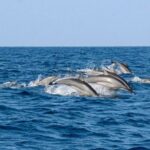Whale Watching Boat Tour from Koggala - The Sum Up