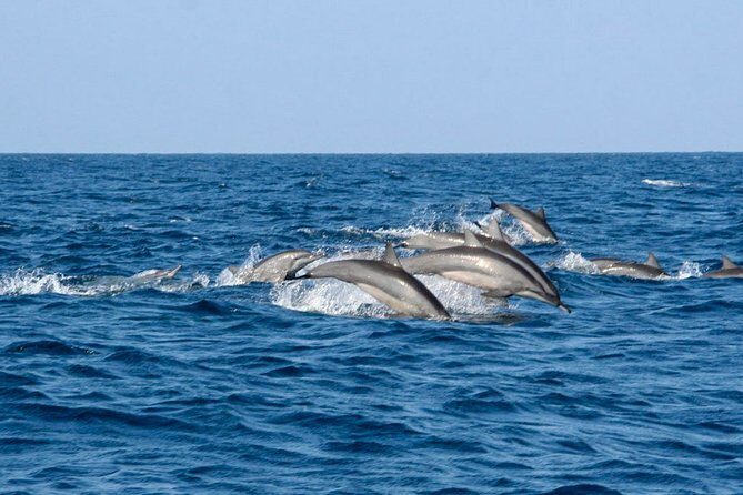 Whale Watching Boat Tour from Koggala - The Sum Up