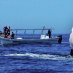 Whale Watching Boat Tour from Talpe - Is the Price Worth It?