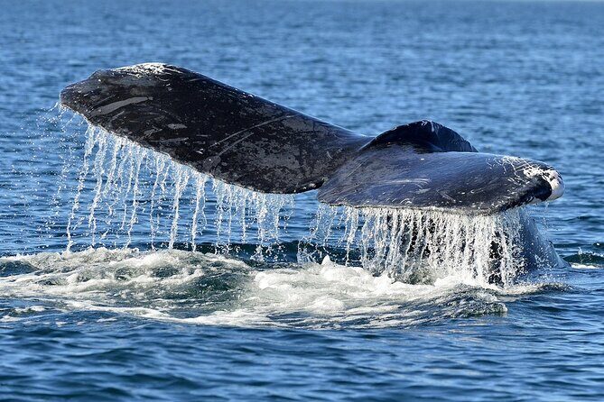 Whale Watching from Hikkaduwa with Pickup & Drop - Who Will Love This Tour?