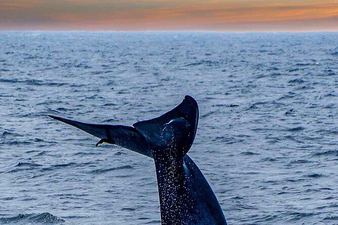 Whale Watching from Kalpitiya on Private Boat - The Experience in Practice